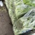 精品白菜苔大量上市中口感好质量更好可视频看货