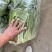 精品白菜苔大量上市中口感好质量更好可视频看货
