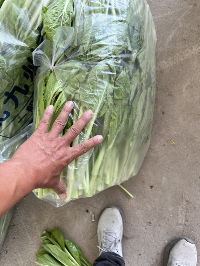 精品白菜苔大量上市中口感好质量更好可视频看货