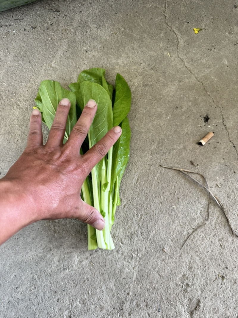 精品白菜苔大量上市中口感好质量更好可视频看货