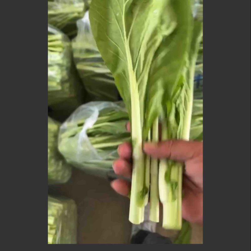 精品白菜苔大量上市中口感好质量更好可视频看货