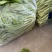 精品白菜苔大量上市中口感好质量更好可视频看货