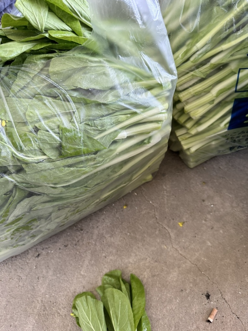 精品白菜苔大量上市中口感好质量更好可视频看货