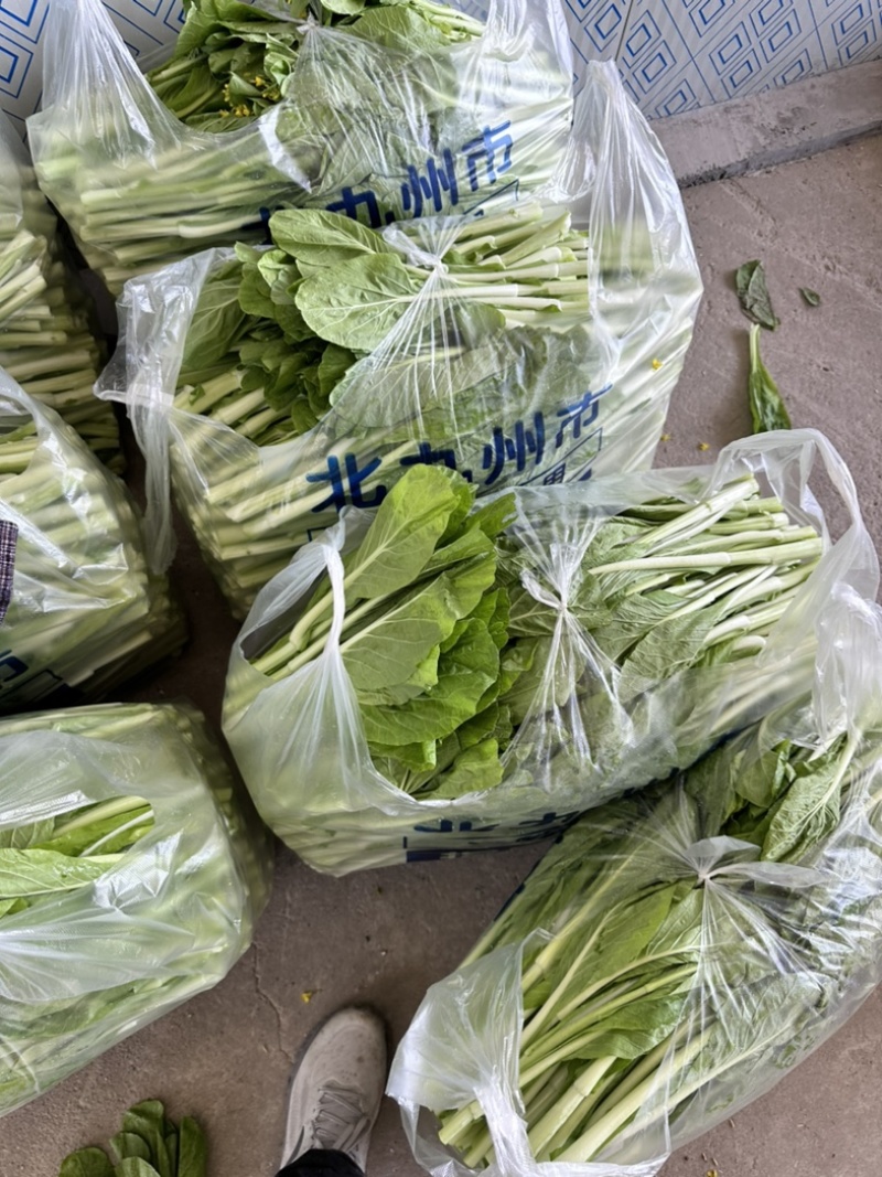 精品白菜苔大量上市中口感好质量更好可视频看货