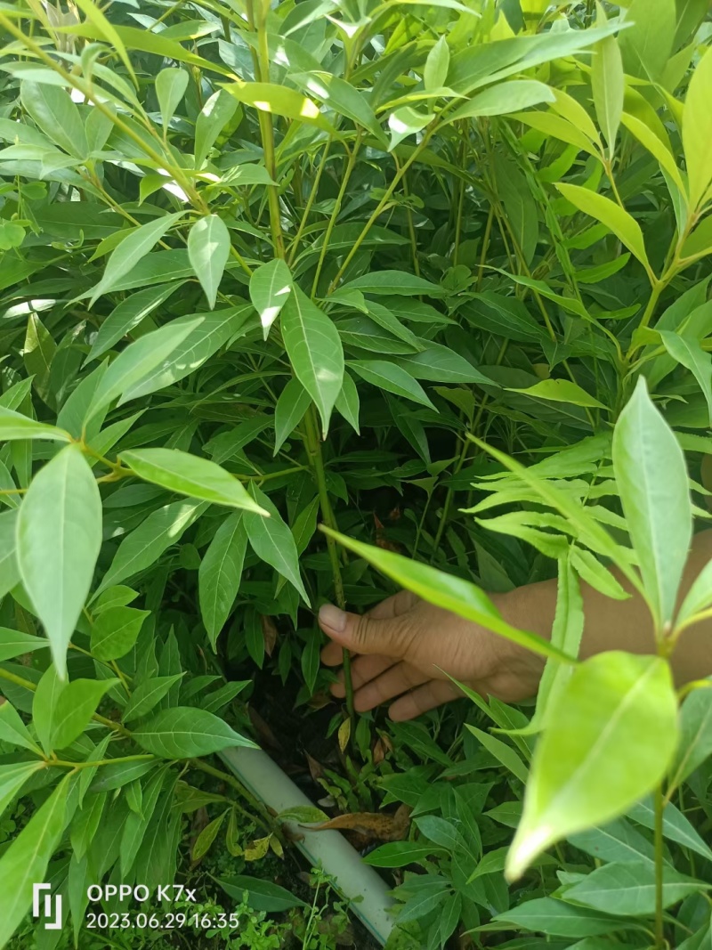 国储林造林苗小叶桢楠苗楠木苗