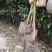 国储林造林苗小叶桢楠苗楠木苗