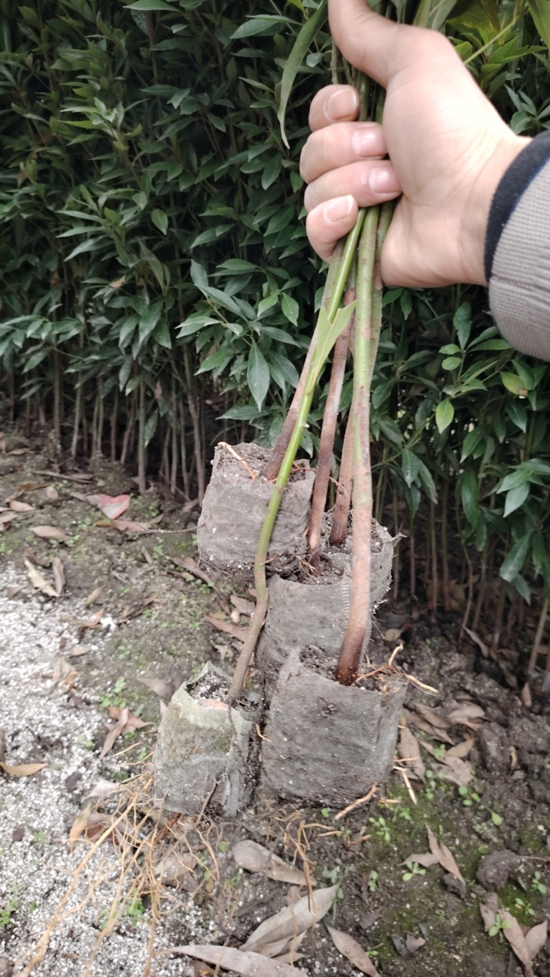 国储林造林苗小叶桢楠苗楠木苗