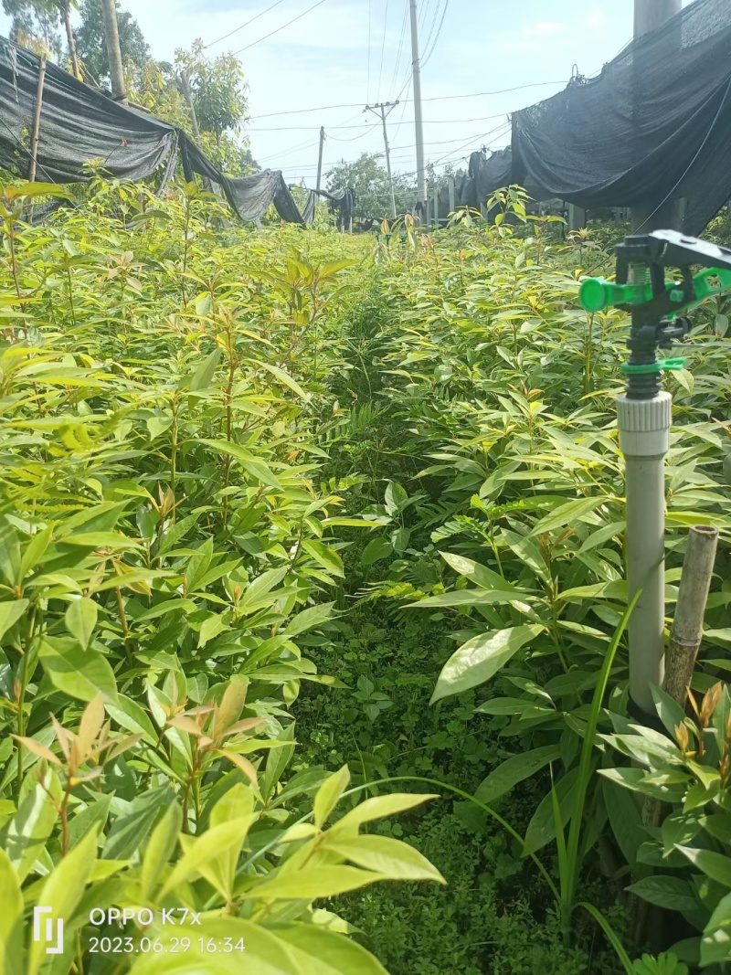 国储林造林苗小叶桢楠苗楠木苗