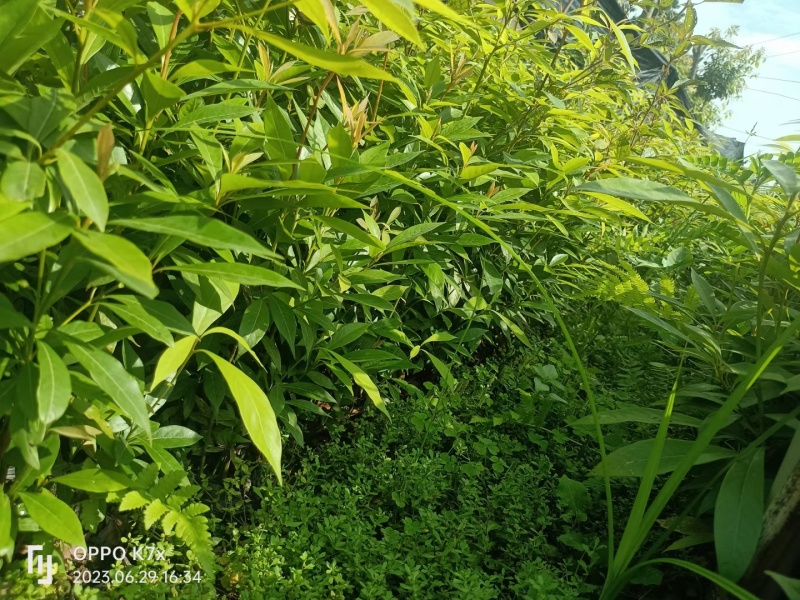 国储林造林苗小叶桢楠苗楠木苗