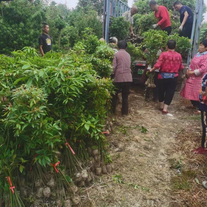 国储林造林苗小叶桢楠苗楠木苗