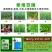 葱姜韭蒜干尖灵黄叶灵中量元素水溶肥叶面肥预防黄叶干尖卷叶病