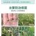 葱姜韭蒜干尖灵黄叶灵中量元素水溶肥叶面肥预防黄叶干尖卷叶病