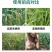 葱姜韭蒜干尖灵黄叶灵中量元素水溶肥叶面肥预防黄叶干尖卷叶病