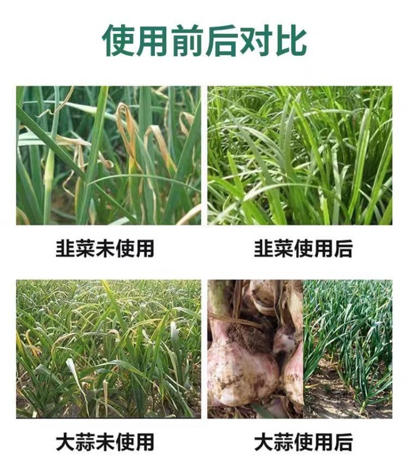 葱姜韭蒜干尖灵黄叶灵中量元素水溶肥叶面肥预防黄叶干尖卷叶病