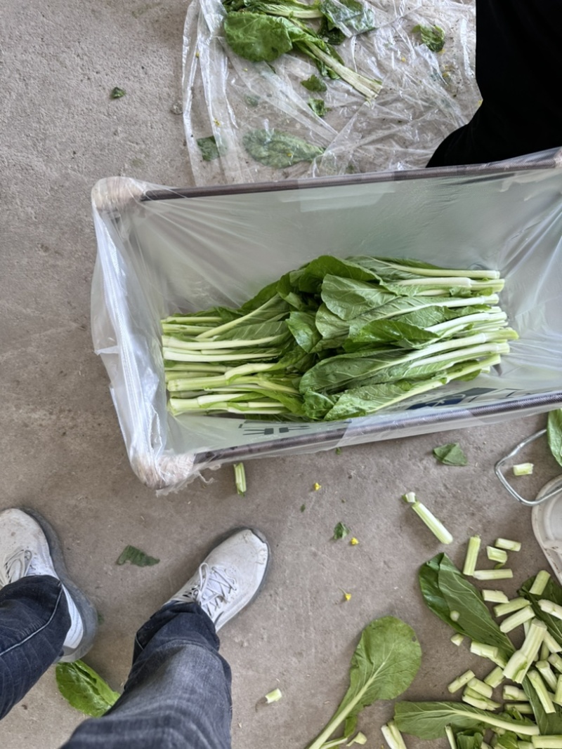 湖北嘉鱼本地白菜心毛白菜苔持续供应