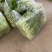 湖北嘉鱼本地白菜心毛白菜苔持续供应
