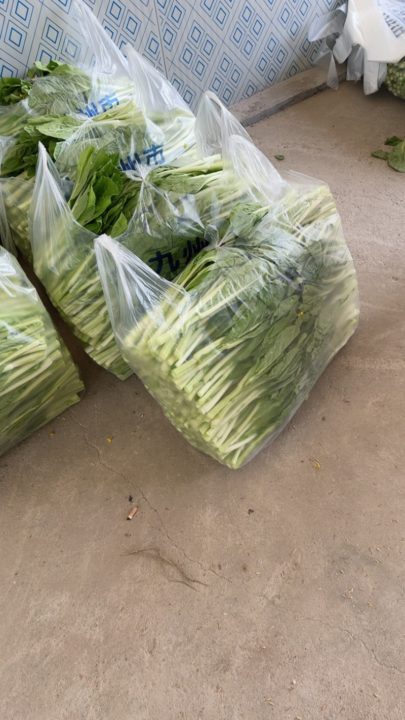 湖北嘉鱼本地白菜心毛白菜苔持续供应