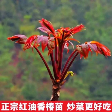 红油香椿苗树绿油香椿树苗产量高四季食用椿树苗盆栽地栽香椿
