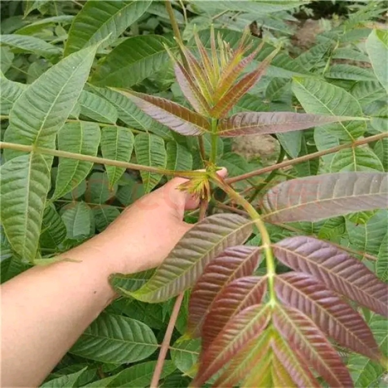 红油香椿苗树绿油香椿树苗产量高四季食用椿树苗盆栽地栽香椿
