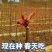 红油香椿苗树绿油香椿树苗产量高四季食用椿树苗盆栽地栽香椿
