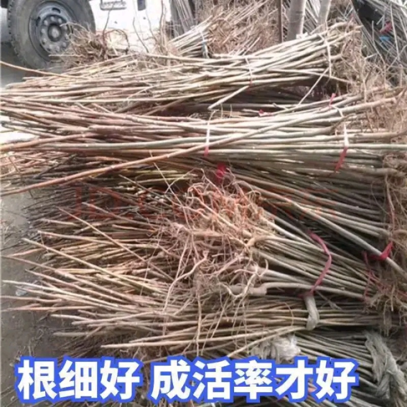红油香椿苗树绿油香椿树苗产量高四季食用椿树苗盆栽地栽香椿