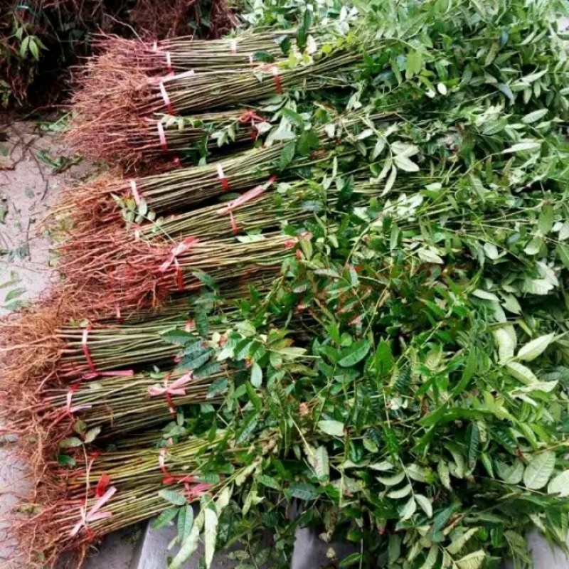 红油香椿苗树绿油香椿树苗产量高四季食用椿树苗盆栽地栽香椿