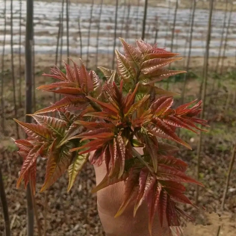 红油香椿苗树绿油香椿树苗产量高四季食用椿树苗盆栽地栽香椿