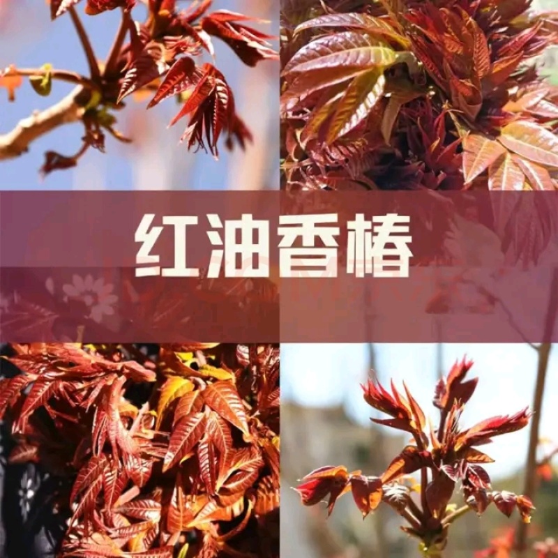 红油香椿苗树绿油香椿树苗产量高四季食用椿树苗盆栽地栽香椿