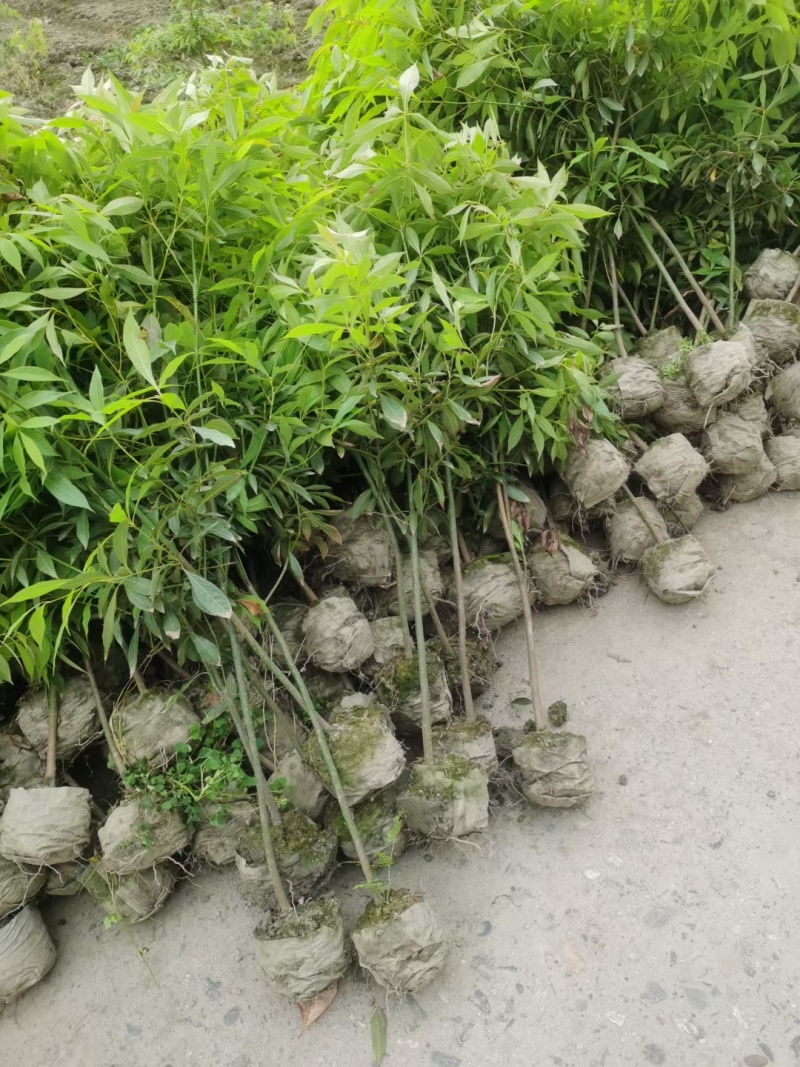小叶桢楠树苗国储林楠木苗桢楠苗