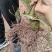 小叶桢楠树苗国储林楠木苗桢楠苗