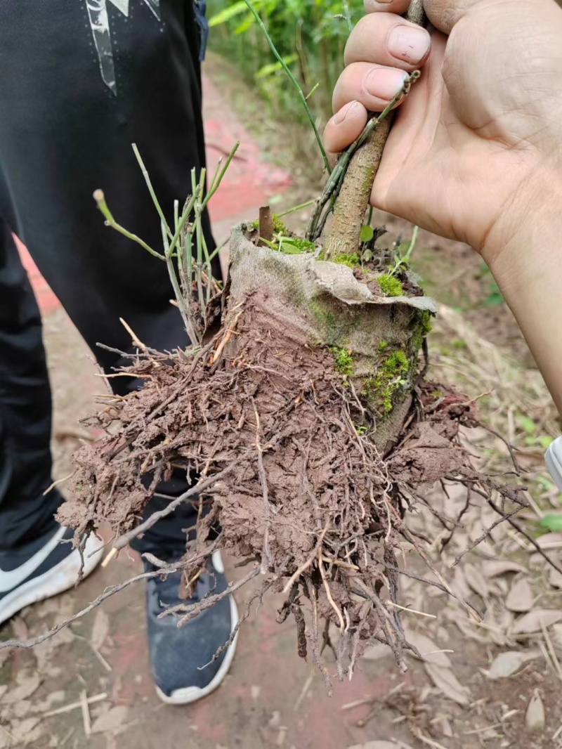小叶桢楠树苗国储林楠木苗桢楠苗