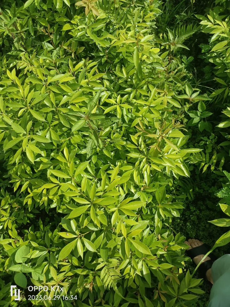 小叶桢楠树苗国储林楠木苗桢楠苗