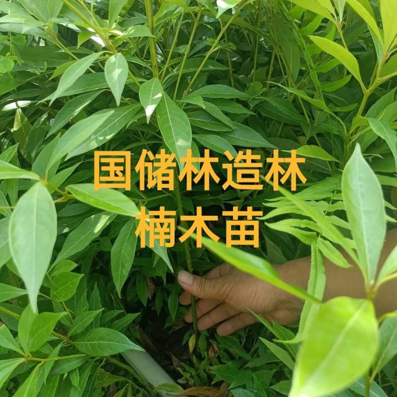 小叶桢楠树苗国储林楠木苗桢楠苗