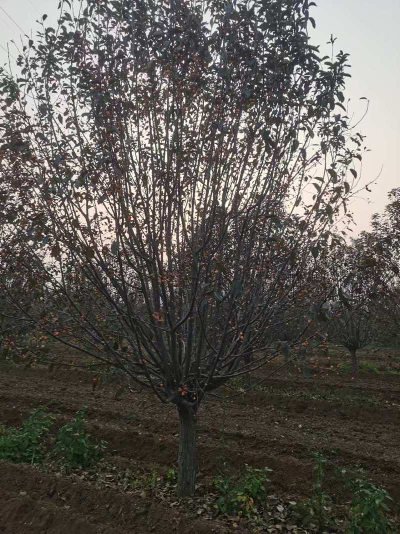 大量出售海棠