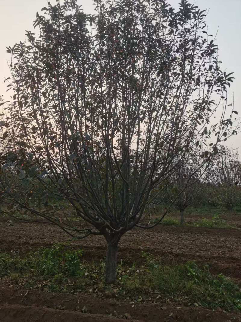 大量出售海棠