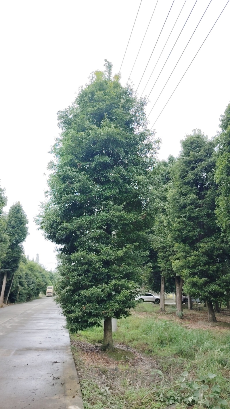 退林还耕金丝楠木树小叶桢楠树苗