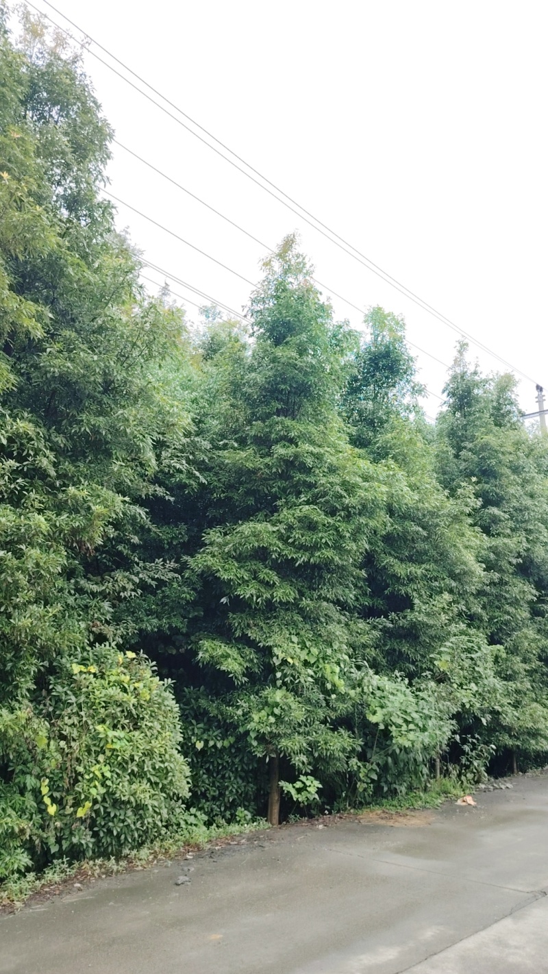 退林还耕金丝楠木树小叶桢楠树苗