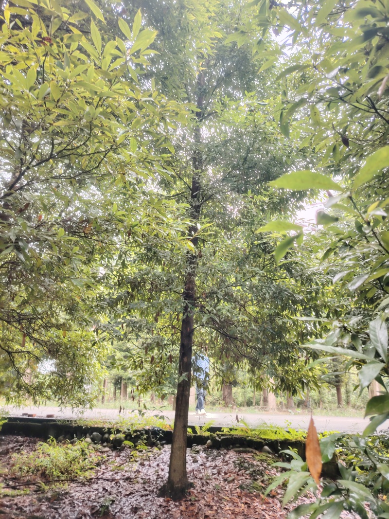 退林还耕金丝楠木树小叶桢楠树苗
