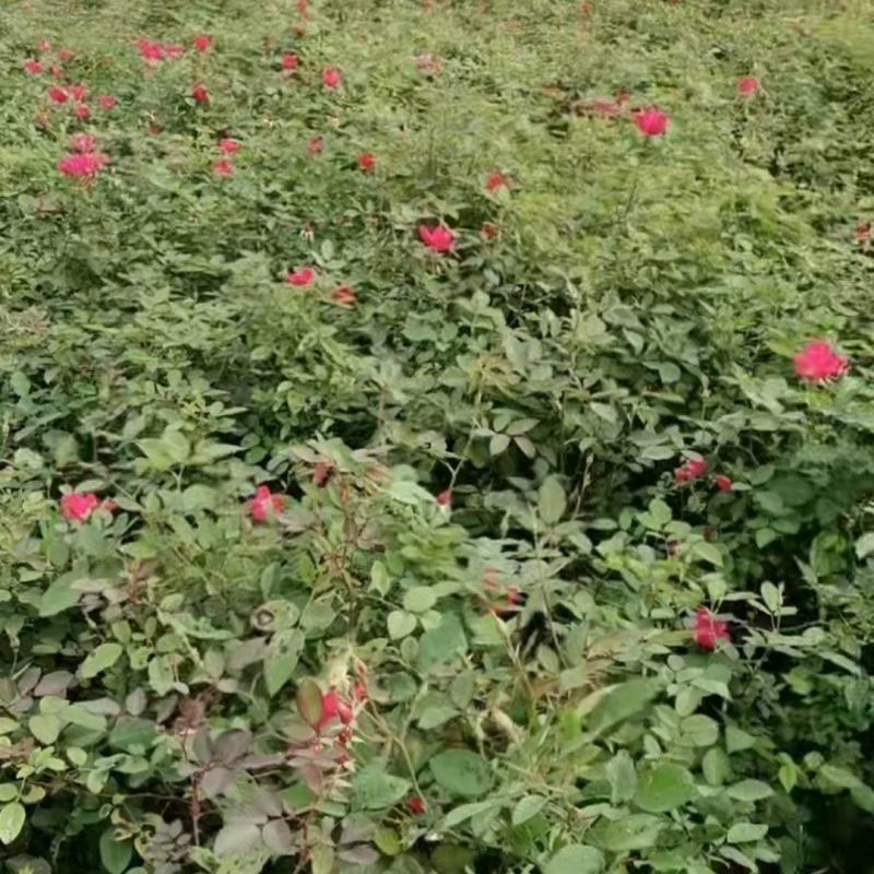 月季