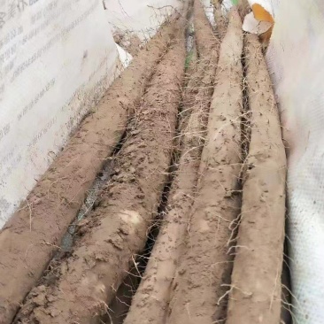 河北铁棍山药，口感軟糯香甜，货源充足