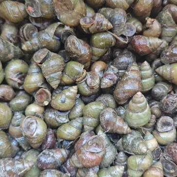 洪湖鱼米之乡产地直发清水薄壳淡水螺蛳养殖食用螺