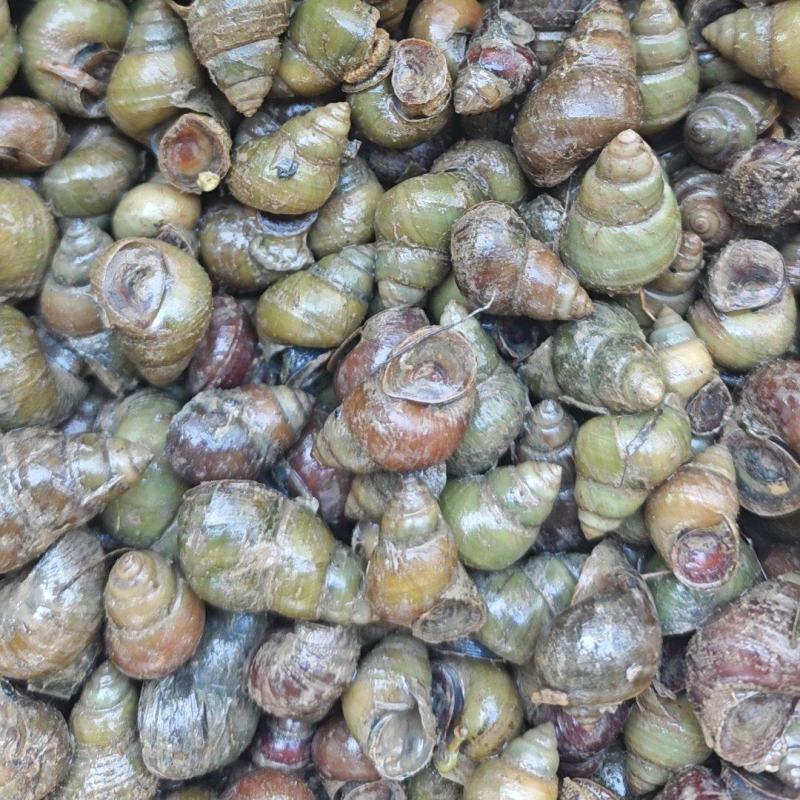 荆州洪湖鱼米之乡淡水养殖食用薄壳清水螺蛳田螺