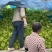 四川儿菜大量现货产地直发保质保量颜色好得很