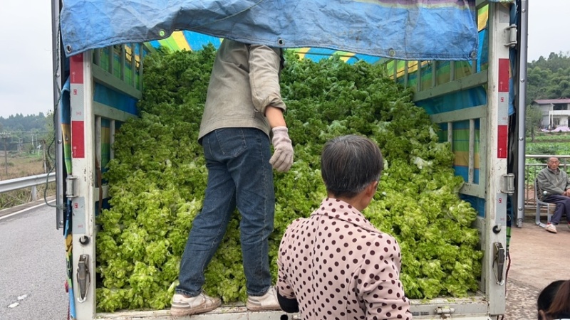 四川儿菜大量现货产地直发保质保量颜色好得很