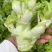 四川儿菜大量现货产地直发保质保量颜色好得很