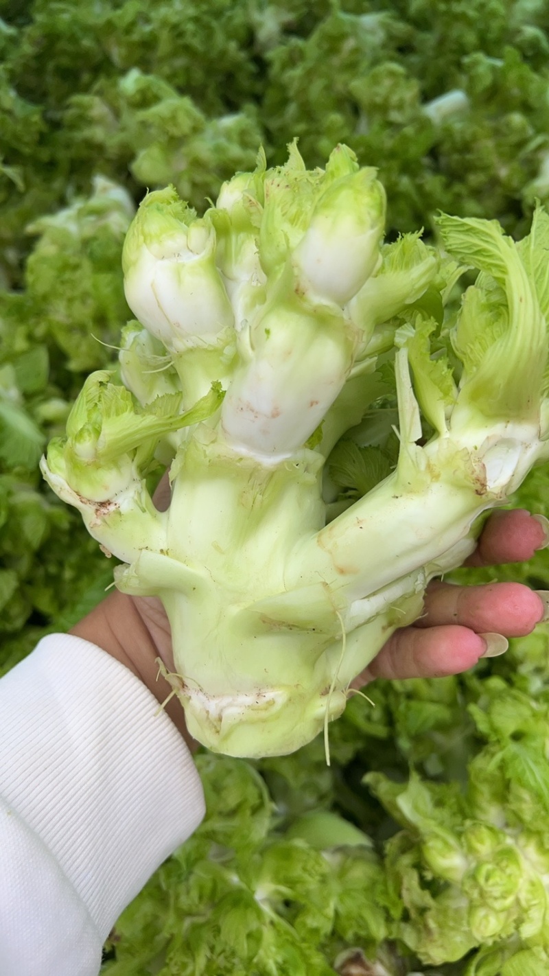 四川儿菜大量现货产地直发保质保量颜色好得很