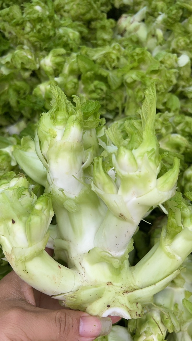 四川儿菜大量现货产地直发保质保量颜色好得很