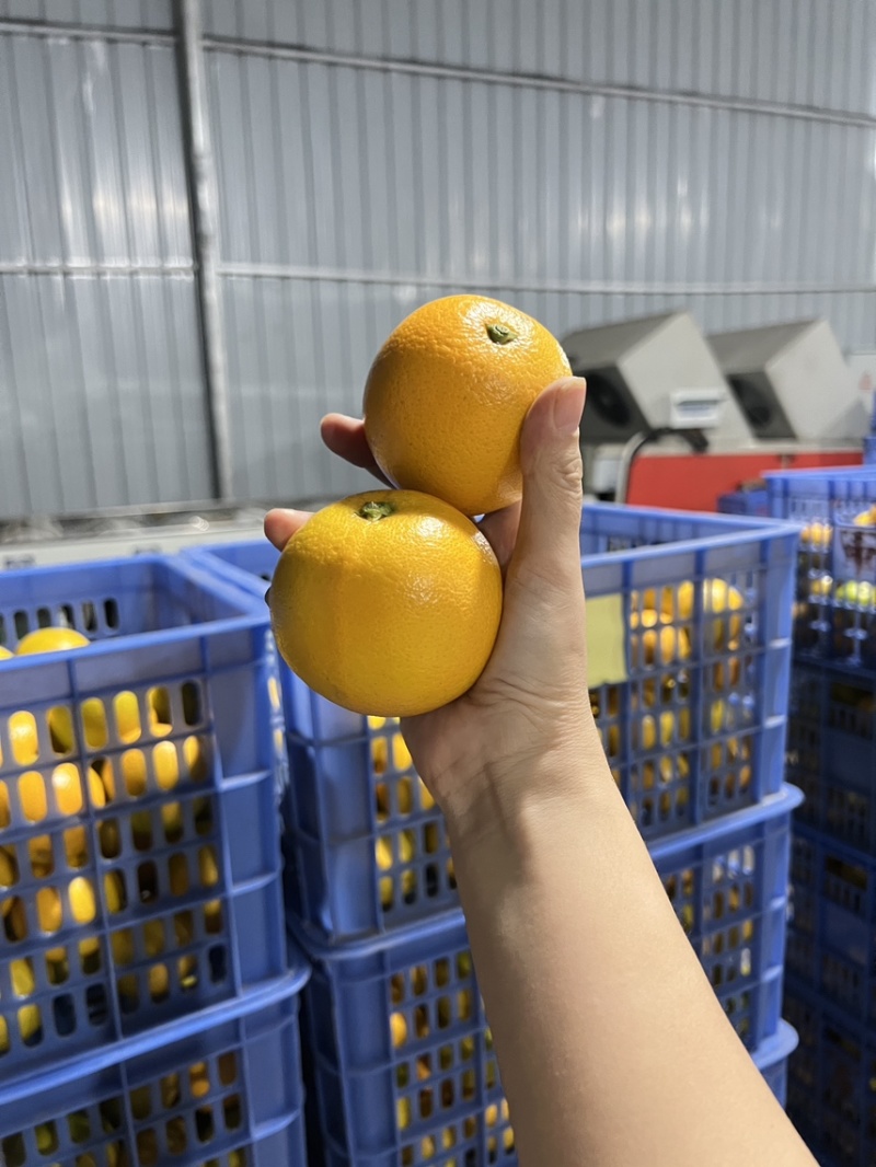 永兴冰糖橙锁定橙子妹，霞霞出品一定是精品✌️✌️