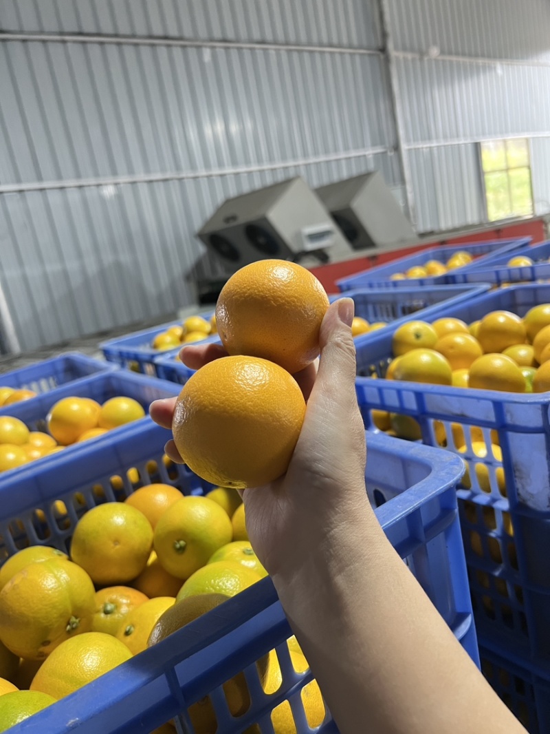 永兴冰糖橙锁定橙子妹，霞霞出品一定是精品✌️✌️