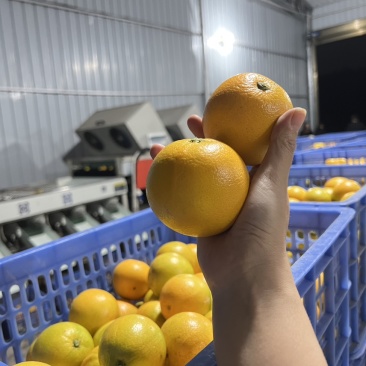 永兴冰糖橙锁定橙子妹，霞霞出品一定是精品✌️✌️